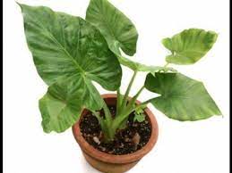 Elephant Ear Plant Care How To Repotting Elephant Ear Plant Urdu Hindi Elephant Ear Plant Indoor Growing Elephant Ear Plants Big Leaf Plants