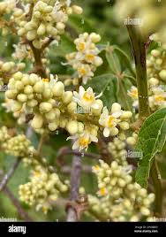 Image result for Paullinia pinnata