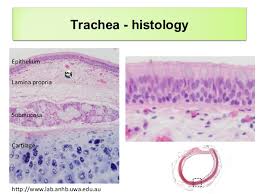 There is a printable worksheet available for download here so you can take the. Histology Of Respiratory System