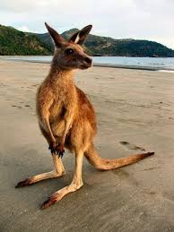 A Common Myth About The Kangaroo S English Name Is That Kangaroo Was A Guugu Yimithirr Phrase For I Don T Australian Animals Animal Planet Animals Beautiful