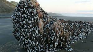 Cristian botan a fost dat afara din guvern. Vocea Biz Noua ZeelandÄƒ Archives Vocea Biz