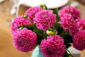 (closed) flowers similar to peonies? 10 Summer Flowers That Are Just As Pretty As Peonies