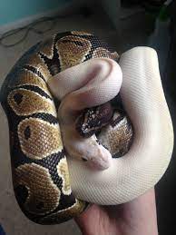 My Cute Lil Babies In A Ball Pet Snake Cute Reptiles Cute Snake