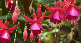 Check spelling or type a new query. Hardy Fuchsia Plant The Floral Ballerina Flower