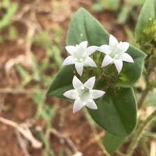 Image result for Richardia brasiliensis