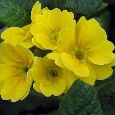 1 3/8 (3.5 cm) wide materials: You And Me Yellow Primrose Plants For Sale Free Shipping