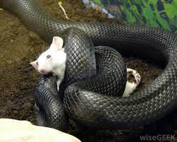 How long do they live? How Do I Keep Snakes As Pets With Pictures