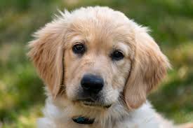 Labrador Vs Golden Retriever Which One Is For You Labrador Central