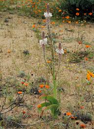 Image result for Trachyandra burkei