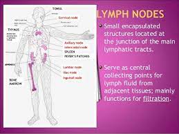 Jul 30, 2020 · lymph nodes. Large Clusters Of Lymph Nodes Occur Near The Body Surface In The Inguinal Axillary Cervical Regions Places Where The Collec Lymph Nodes Lymphatic Cervical
