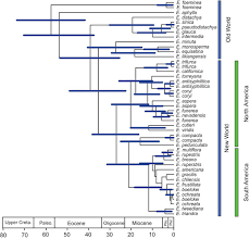 While the term dating has many meanings, the most common refers to a trial period in which two people explore whether to take the relationship further towards a more permanent relationship; Consensus Chronogram With Mean Ages Retrieved By The Molecular Dating Download Scientific Diagram