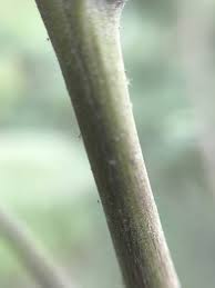 Image result for Wissadula