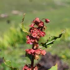 Image result for Rumex nepalensis