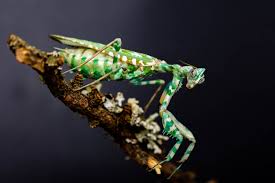 Blepharopsis mendica - Album on Imgur
