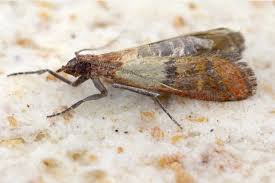 To get rid of moths in the pantry, it's a good idea to know what they are and why they are hanging out in your kitchen. The 5 Weirdest Facts About The Indian Meal Moth Plunkett S Pest Control