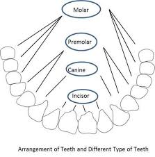 Nutrition In Animals School Help By Gunjan Human Digestive System Animal Nutrition School Help