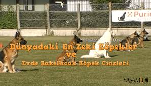 En Zeki Kopekler Ve Evde Bakilabilecek Kopek Cinsleri Isimleri Yasamloji