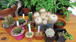 The principal objectives of the bcss are to promote the study, conservation, propagation and cultivation of cacti and other succulent plants. Our New Cacti Succulent Plants From Our Cactus Succulent Society Meeting Youtube