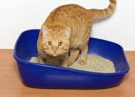 Normalerweise können besitzer damit rechnen, dass eine männliche katze zwischen dem achten und zehnten monat geschlechtsreif wird. Katze Markiert Warum Und Was Tun Zooplus Magazin