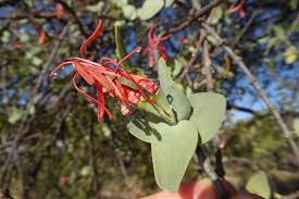 Image result for Erianthemum virescens