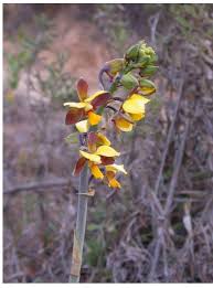 Image result for Dissotis ruandensis