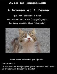6 Mois De Prison Ferme Et L Interdiction De Detenir Un Animal Pour Johnny Marquaire 28 Ans Multirecidiviste Assassin Du Gentil Chat Chevelu A Draguignan Avis De Recherche Draguignan Fondation Brigitte Bardot