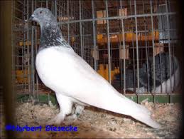 Budapester hochflieger tauben/ будапештские высоколетные голуби. 90 Nationale Auf Giesecke World