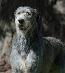 We had worked with other agencies before with mediocre results. Irish Wolfhound Breeds A To Z The Kennel Club
