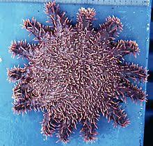 Crown Of Thorns Starfish Wikipedia