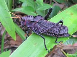 Pix for > grasshopper anatomy carapace. Book Review The Purple Grasshopper By Hannah Qizilbash