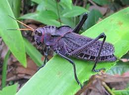 With plans starting at $26/mo, your costs stay low, so you can spend money on. Book Review The Purple Grasshopper By Hannah Qizilbash