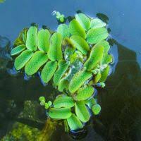 Image result for Salvinia hastata