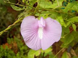 Image result for Clitoria
