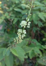 Image result for Pleurolobus