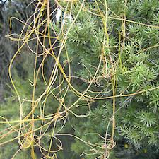 Image result for Cassytha