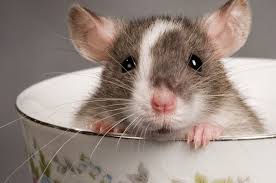 Berikut adalah cara mengusir tikus dengan berbagai cara yang ampuh. Punya Masalah Tikus Di Rumah Coba Cara Ampuh Ini