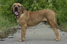 Maybe you would like to learn more about one of these? Renovar Carnet De Conducir En Marbella Centro Medico La Paz Fila Brasileiro Caracteristicas Y Temperamento De Uno De Los Mejores Perros Guardian Del Mundo