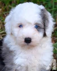 Black And White Sheepadoodle For Sale Miniature Sheepadoodle Puppies Health Guarantee Sheepadoodle Puppy Poodle Mix Breeds Cute Dogs