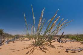 Image result for Centropodia