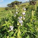 Image result for Crotalaria polysperma
