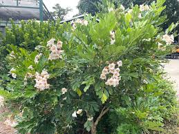 Image result for Radermachera