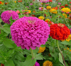 The benary's giants have large, double blossoms, 4 to 6 inches across, available in a rainbow of. Zinnia Flower Seeds Dreamland Series For Sale Landscape And Pot Flowers Buy Zinnia Seeds Zinnia Seeds For Sale Zinnias Flower Seeds Product On Alibaba Com