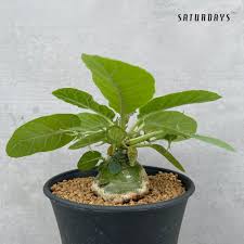Image result for Dorstenia
