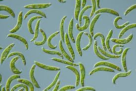 Maybe you would like to learn more about one of these? What Are Protists Live Science