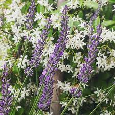 Pin On Oh So Lavender