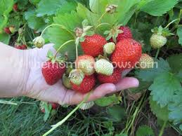 How to protect strawberry crops. Keep Birds Out With A Strawberry Frame Our Crazy Adventures In Autismland