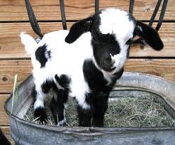 Pin By Michelle On Animals Cute Animals Cute Baby Animals Animals