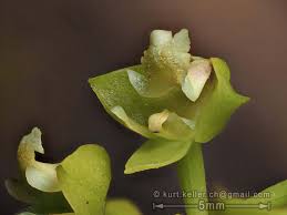 Image result for Polystachya concreta (red-flowered form)