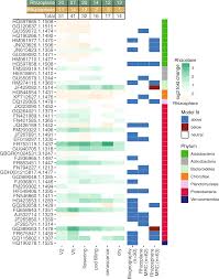 Persistent microbiome members in the common bean rhizosphere: an integrated  analysis of space, time, and plant genotype