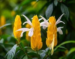 Image result for Pachystachys lutea